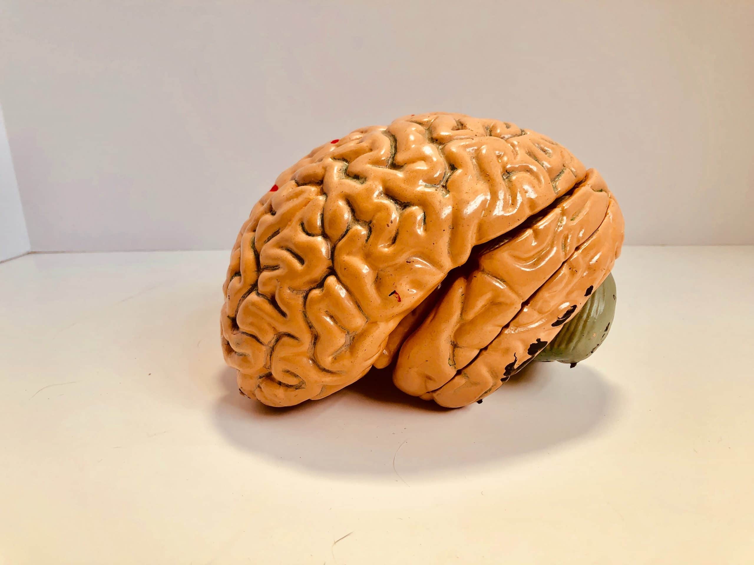 What Are Anabolic Steroids Effects On The Brain