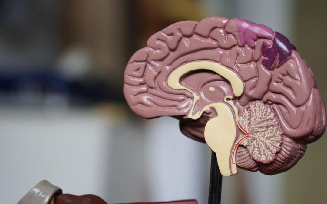 The Brain's Involvement in Substance Dependence