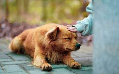 The Role of Animal-Assisted Therapy in Addiction Recovery: How Pets Promote Healing